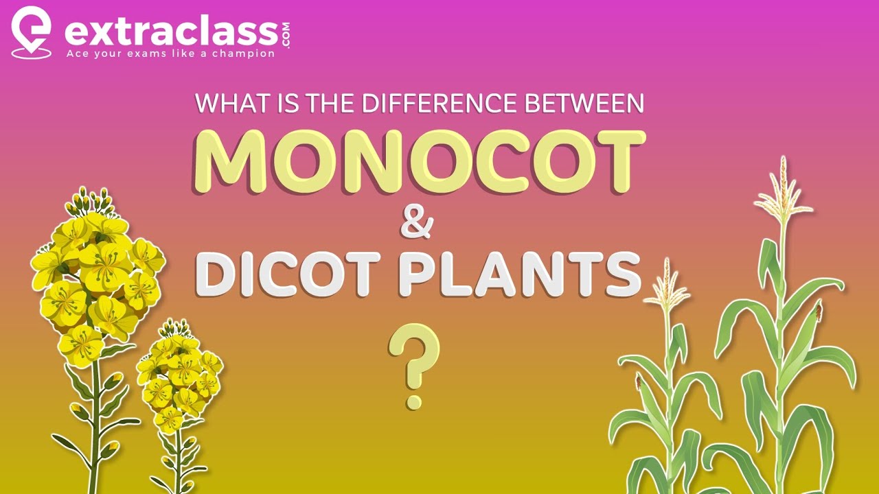 What is the difference between Monocot and Dicot plants | Biology | Extraclass.com