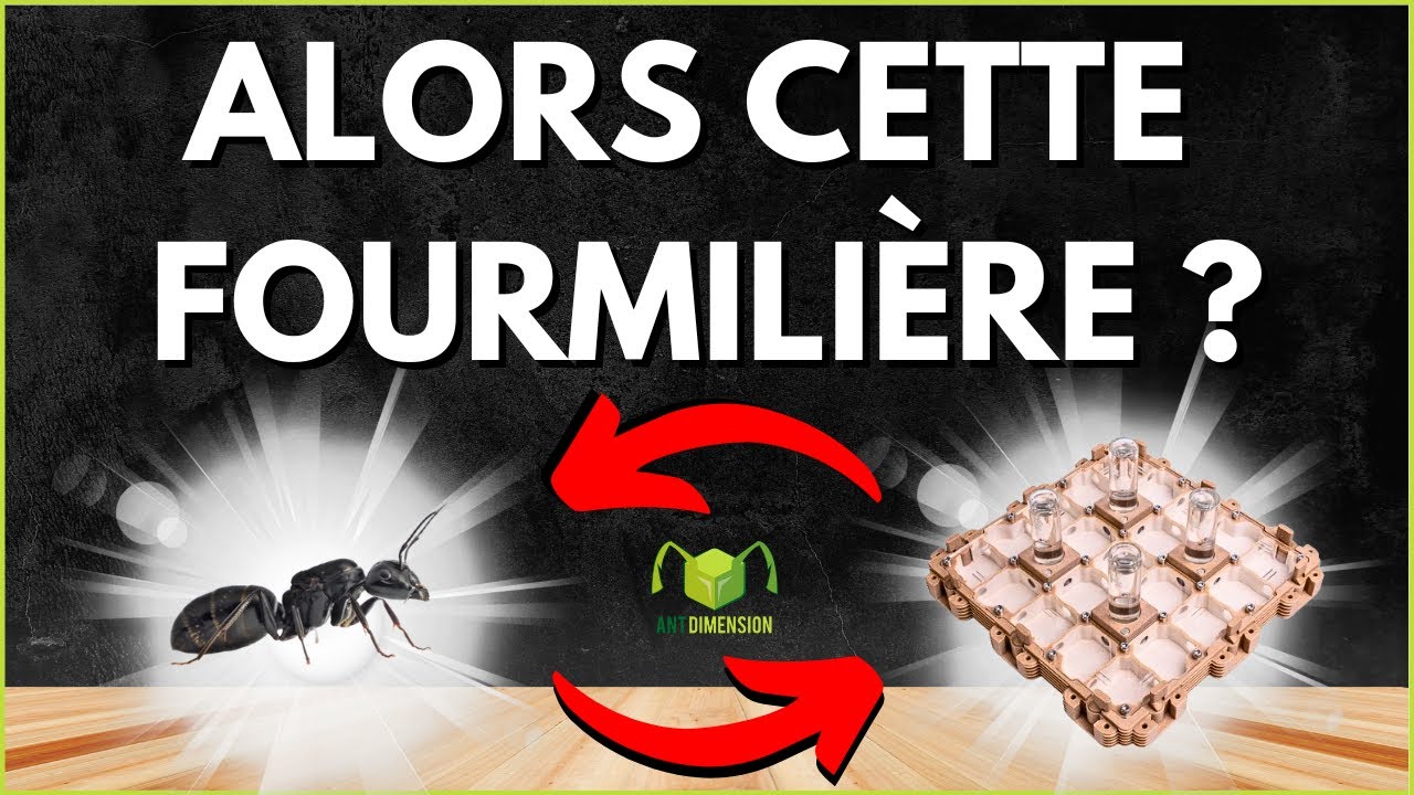 Mon retour sur les fourmilières de chez ANT DIMENSION ( ... )