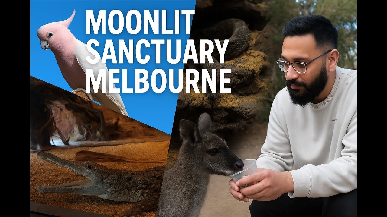 Кормление кенгуру и встреча с крокодилами в заповеднике Moonlit Sanctuary в Мельбурне | Лучший ав...