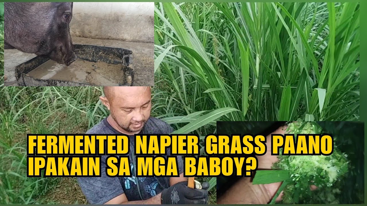 FERMENTED NAPIER GRASS PAANO IPAKAIN SA MGA BABOY?