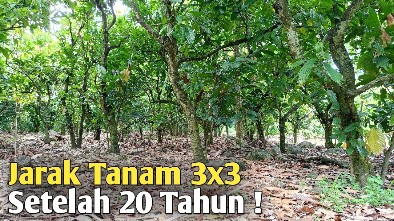 Jarak Tanam Kakao 3x3 ! Begini kondisinya Setelah 20 Tahun !