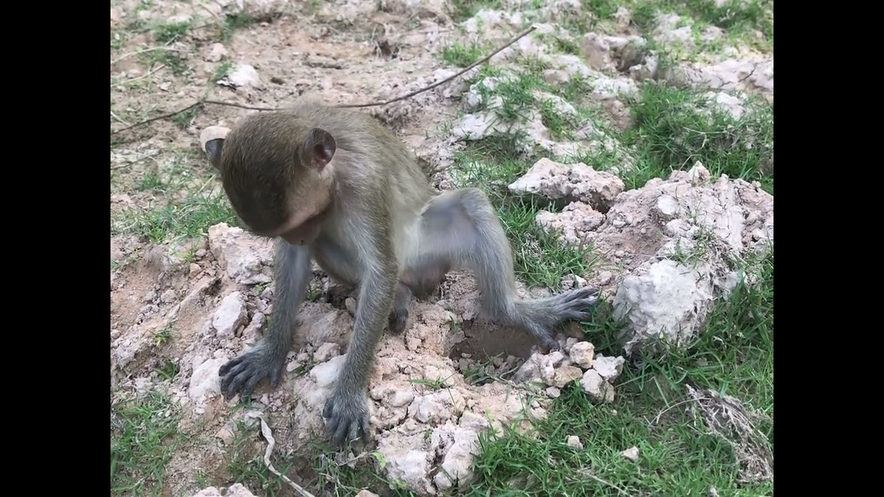 Monkey Daily Show