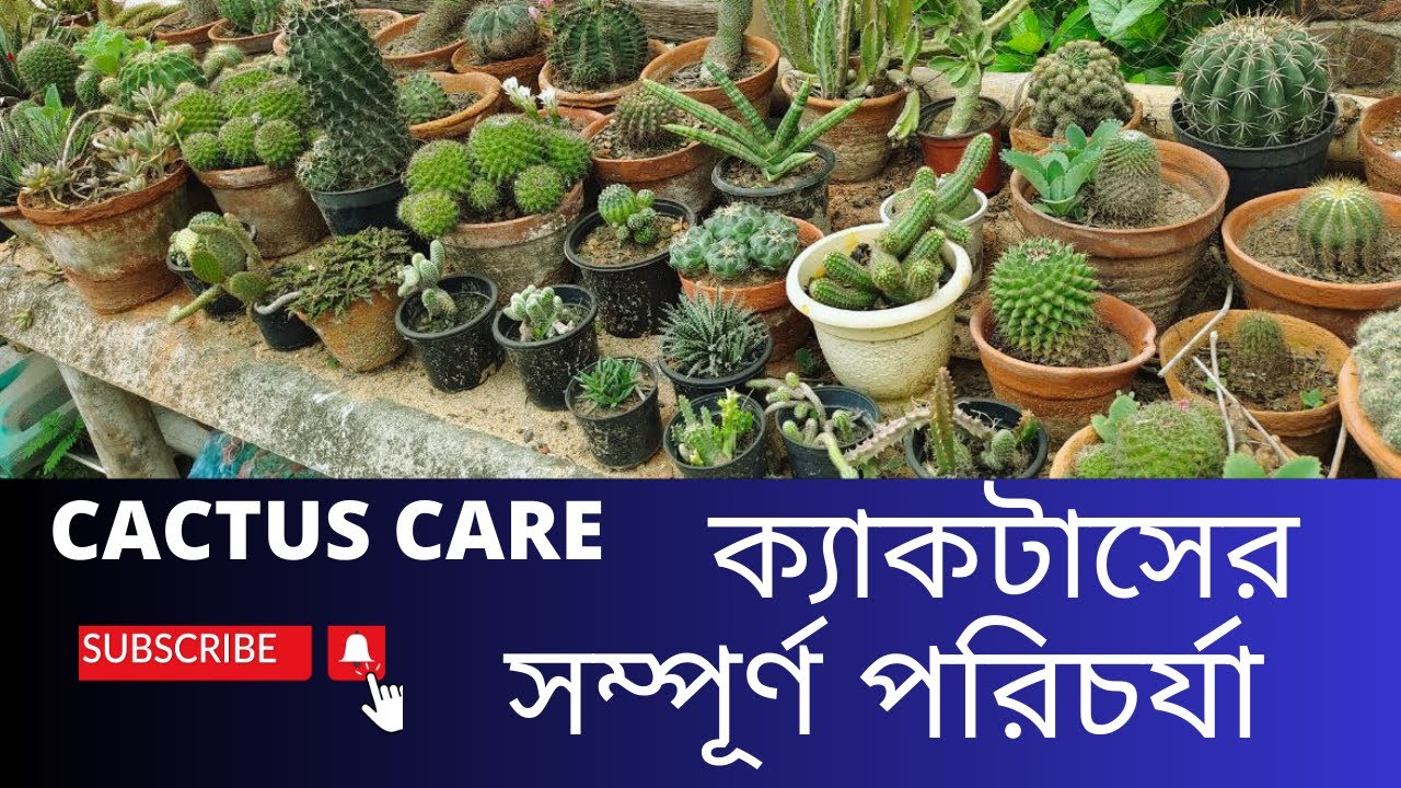 ক্যাকটাসের মাটি প্রস্তুতি। ক্যাকটাসের চারা তৈরি ও সার প্রয়োগ করার পদ্ধতি Complete Cactus Care Tips