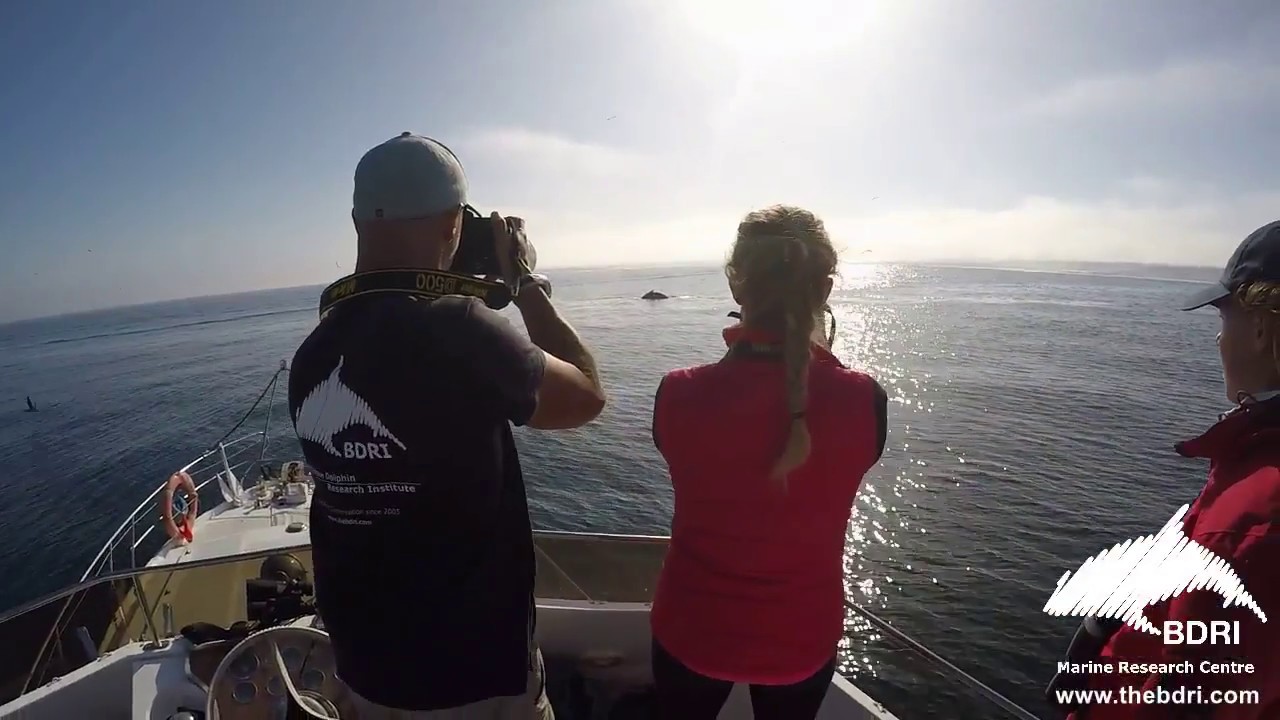 Humpback whale research