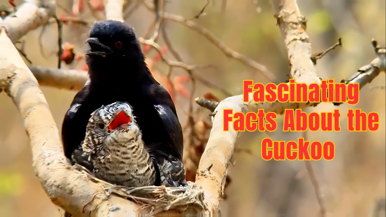 Shocking Facts About Cuckoo Birds: Nature&rsquo;s Master of Parasitic Egg-Laying! | Discover Wildlife.