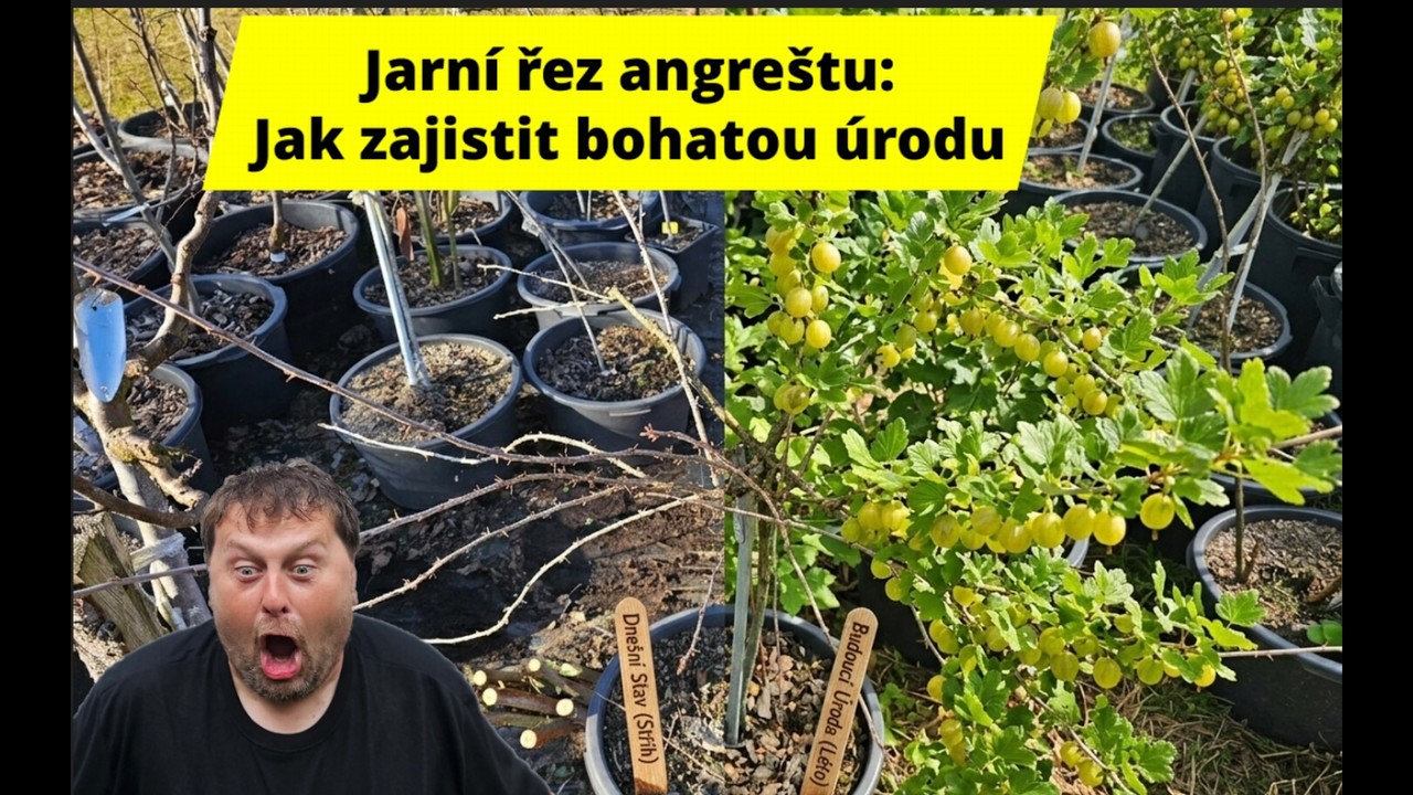 Obří úroda rybízu a angreštu: Řez a hnojení angreštu i rybízu:  🌿🍇 Tajemství obří úrody 🌿🍇✨