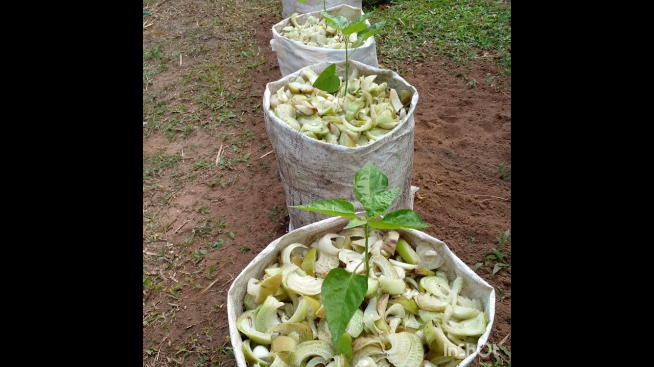 ปลูกพริกในถุง สุดท้ายสิ่งที่ได้คือความสุข #ออกลูกออกผลให้ได้เก็บ#