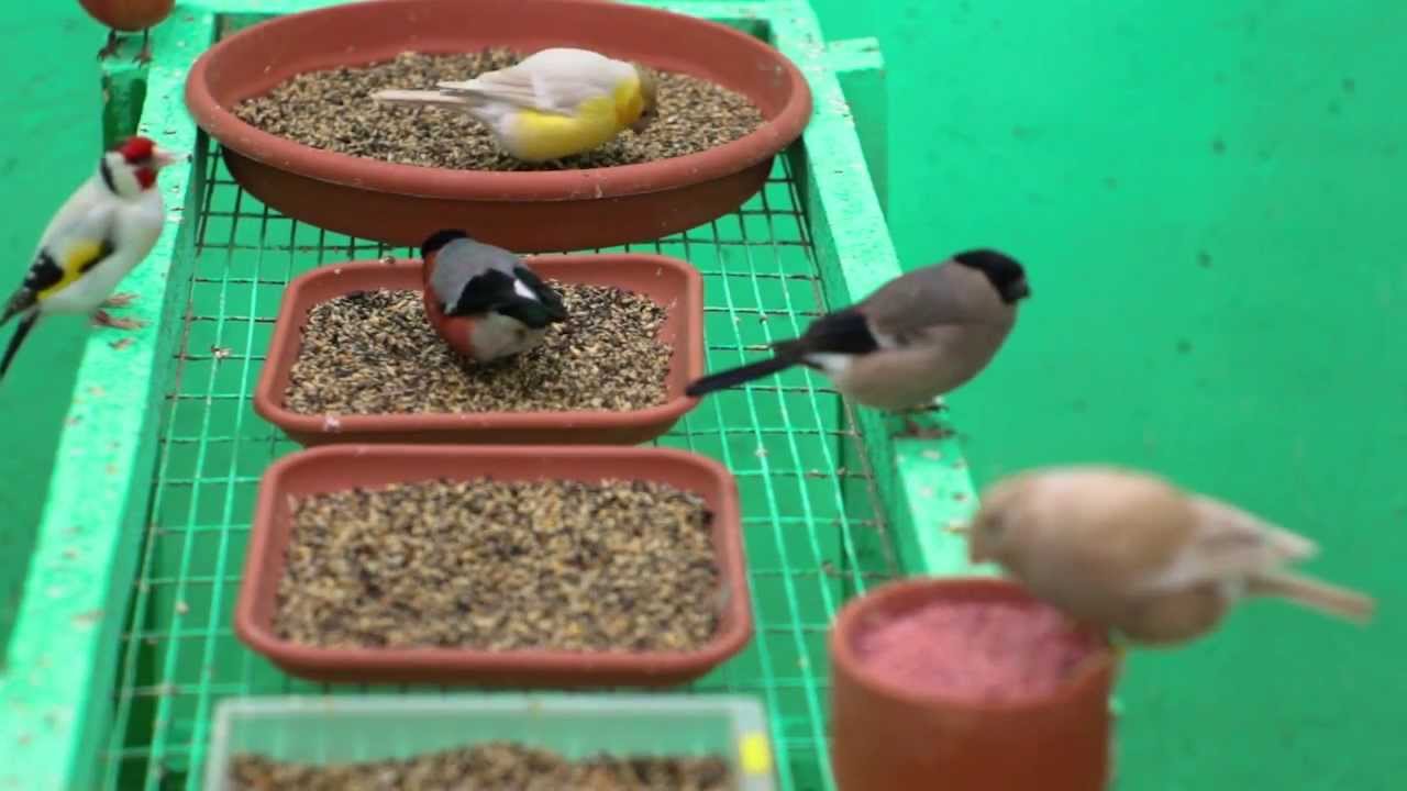 Crescatoria de pasari 2013 - proprietar Sorin Florea