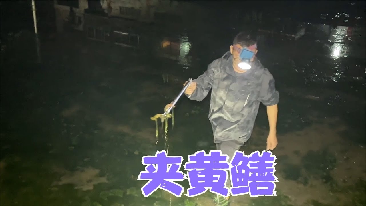 晚上黄鳝出没，阿亮带上神器去田里夹，收获了很多野生黄鳝和泥鳅