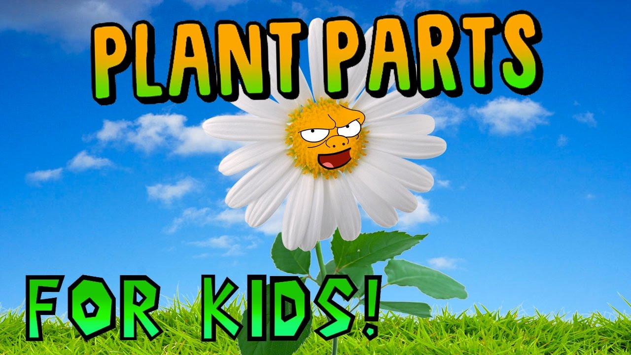 Plant Parts for Kids!