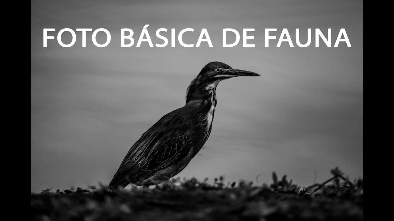 Fotografía básica de fauna