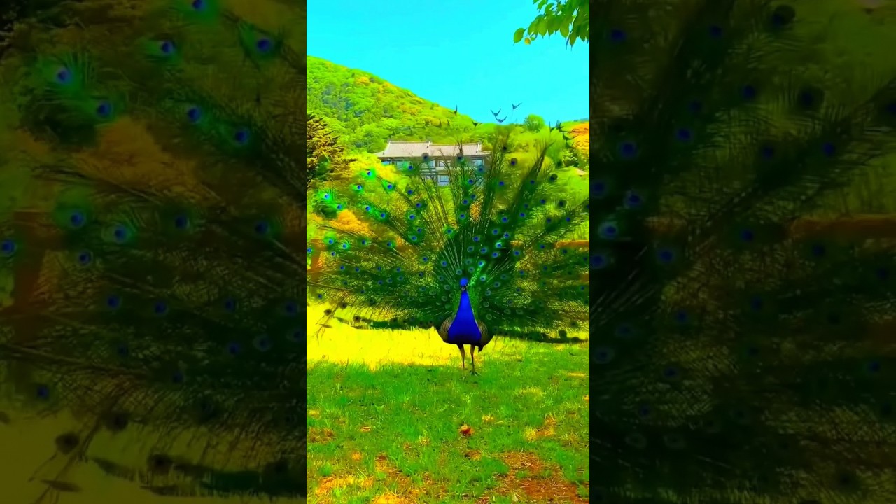 Beautiful mayur 🦚#shorts #shortsvideo #whatsapp_status #like #mayur #hkbirdsvlogs