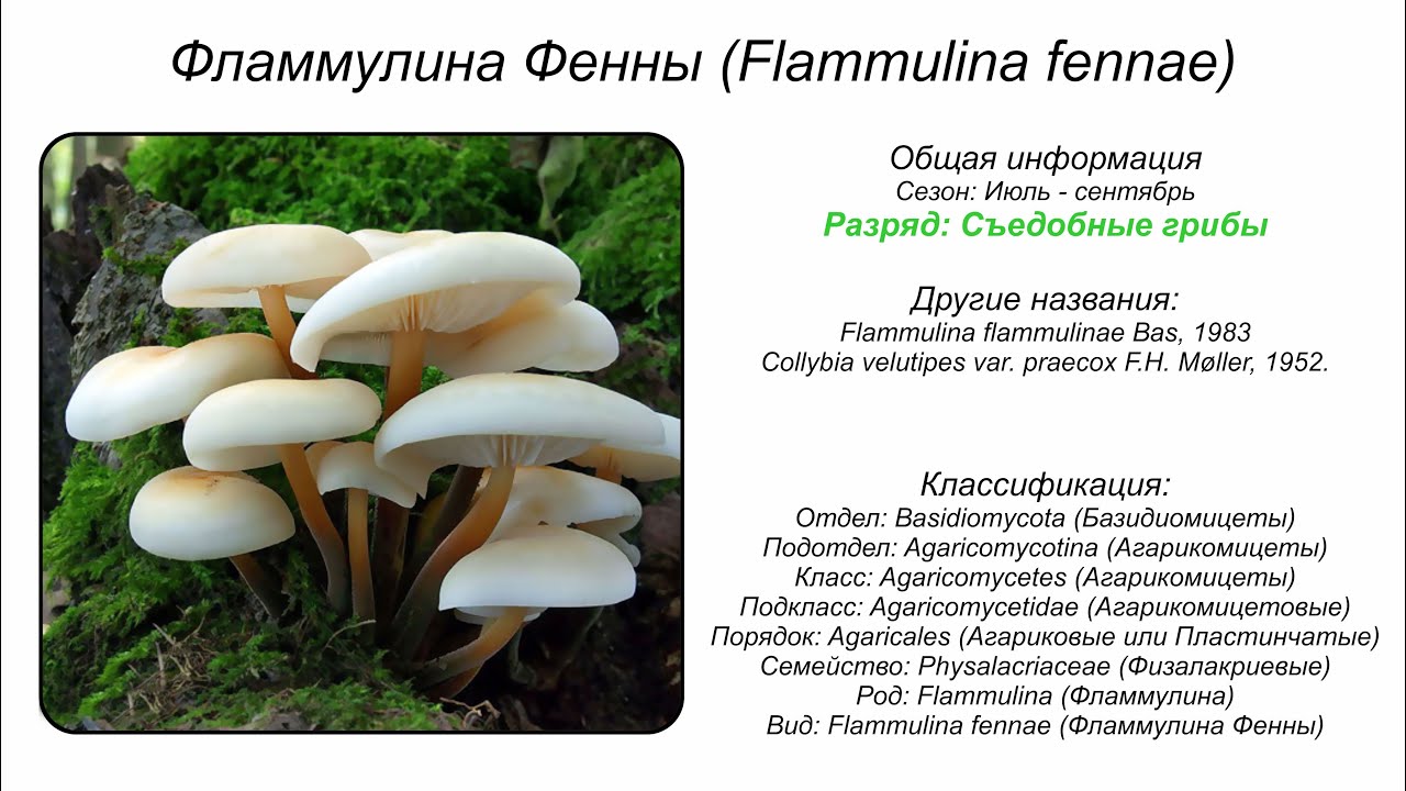 Фламмулина Фенны (Flammulina fennae)