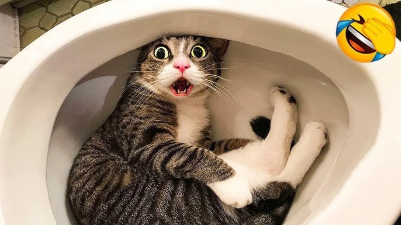 Funniest Cat Funny Movement Videos Part # 26