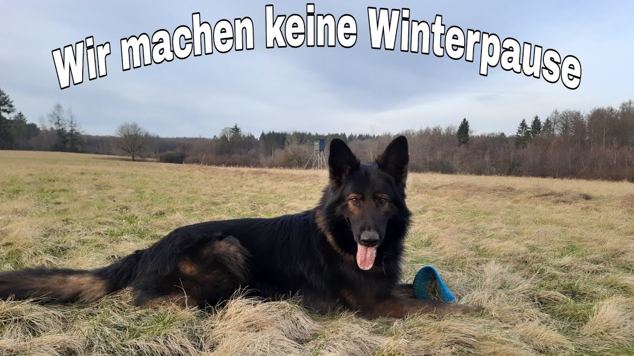 Ausschnitte mit meinen Hunden aus unserem Training im Winter