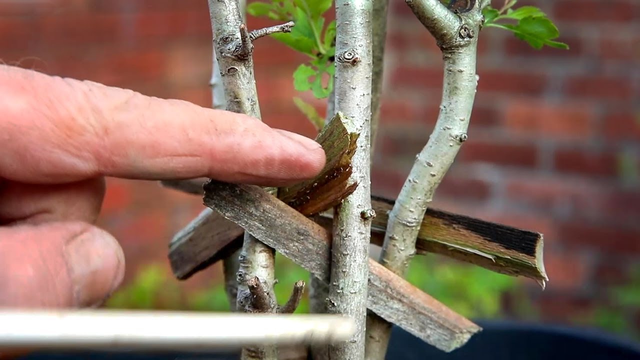 Hawthorn clump style bonsai - dead trunk