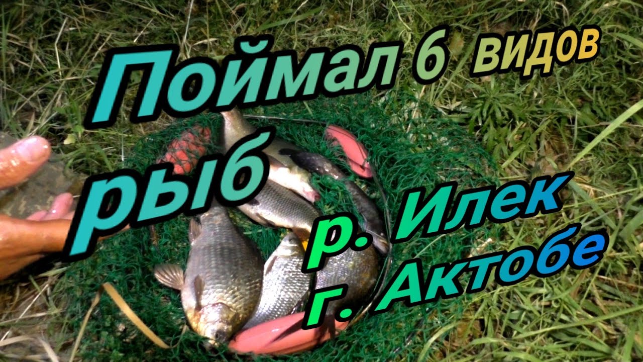 Поймал 6 видов рыб  Первая щука сезона  Рыбалка на р Илек в августе г Актобе 2023г