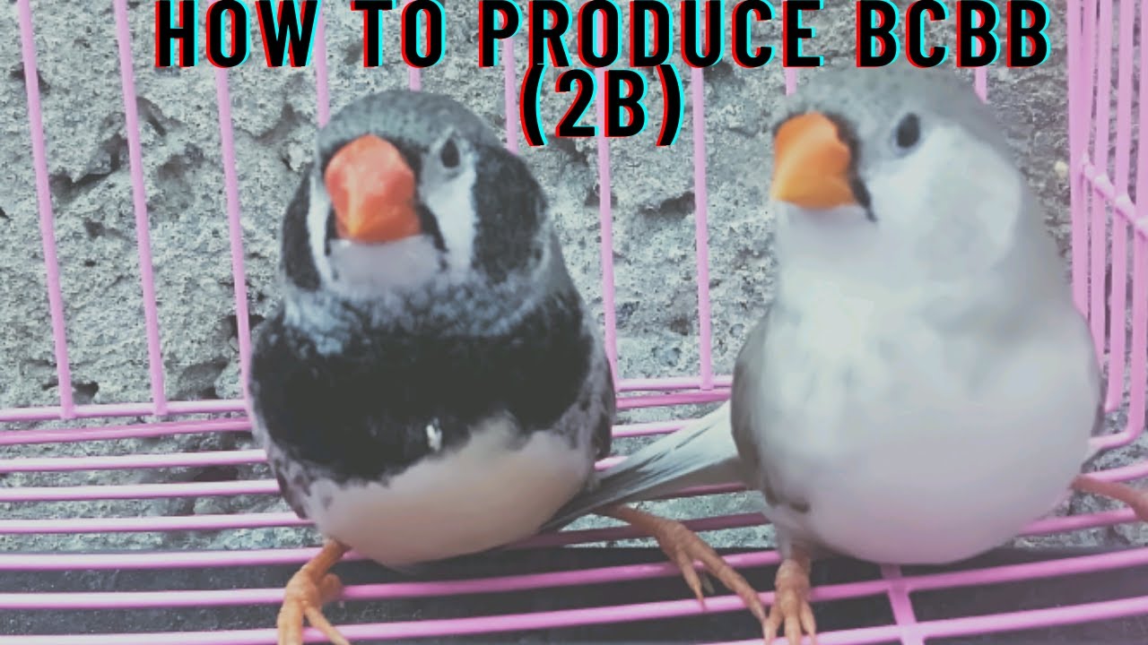How To Produce BCBB (2b) | Black Cheek Male × Black Brest Female | #finch