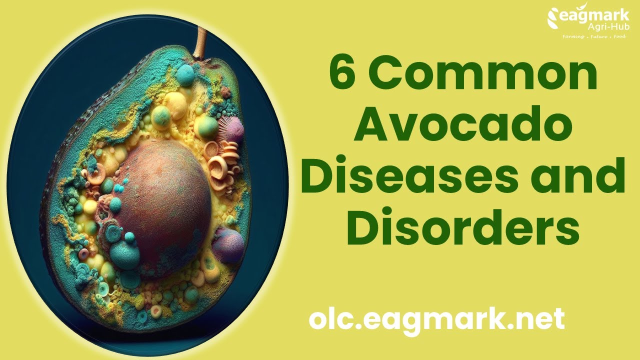 6 Common Avocado Diseases and Disorders