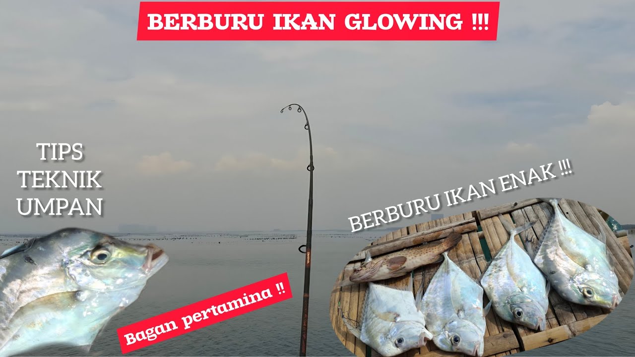 Ikan primadona para pemancing bagan ‼️ || bagan pertamina || Kuwe Rambe atau ebek