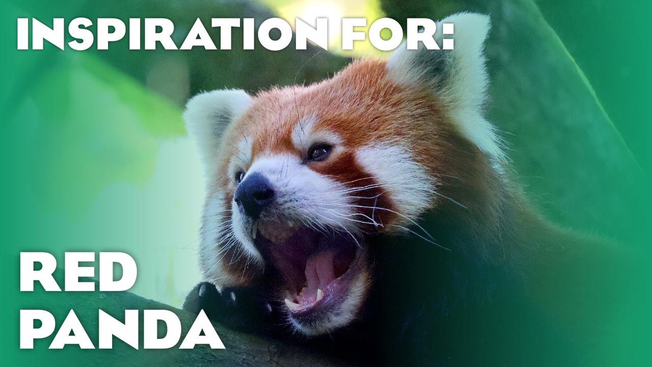 22 More Real Red Panda Habitats! (International Red Panda Day Special)