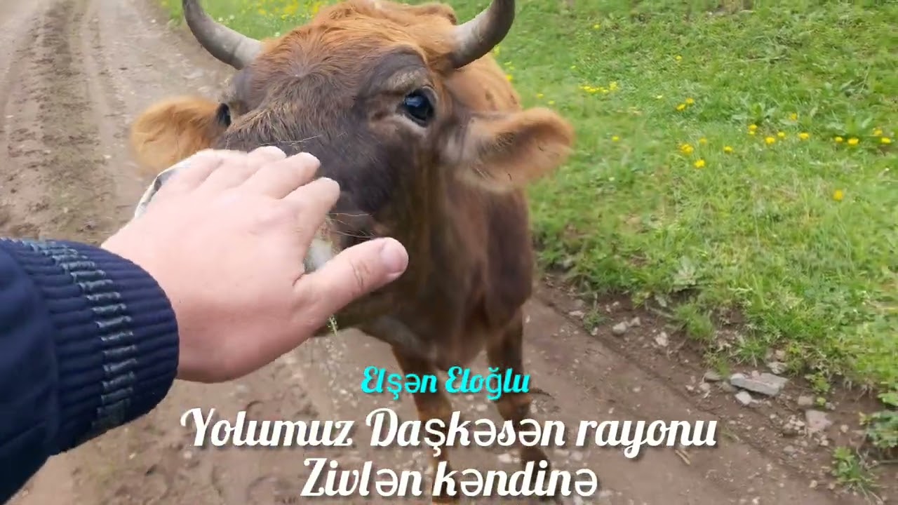 Elsan Eloglu. (Yolumuz Daşkəsən rayonunun Zivlən kəndinədi.