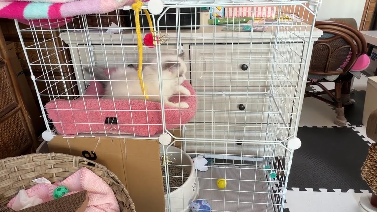 ミルクのケージ登り