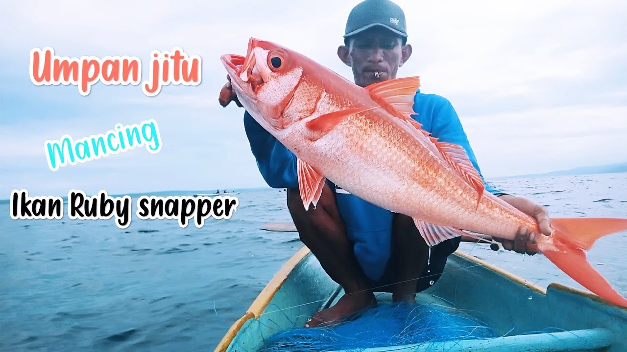 MANCING IKAN KURISI ( RUBY SNAPPER) || PAKAI UMPAN JITU || DI KEDALAMAN 200 METER