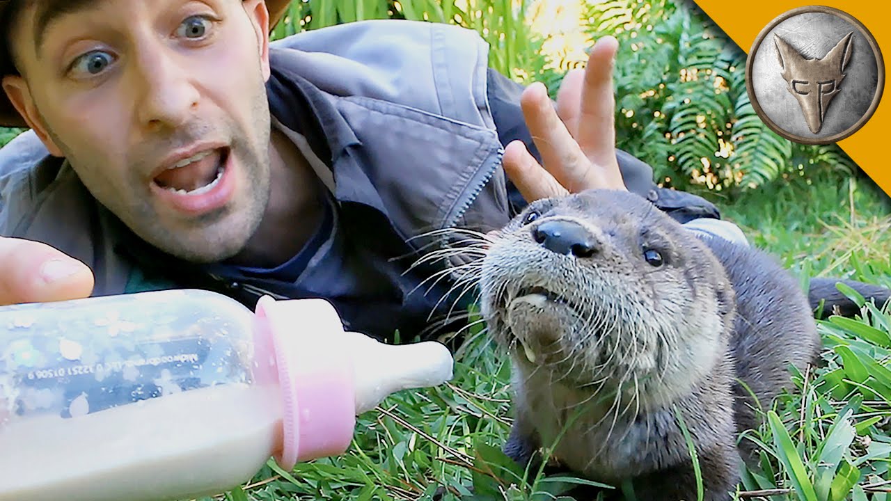 Baby Otter Feeding Time!
