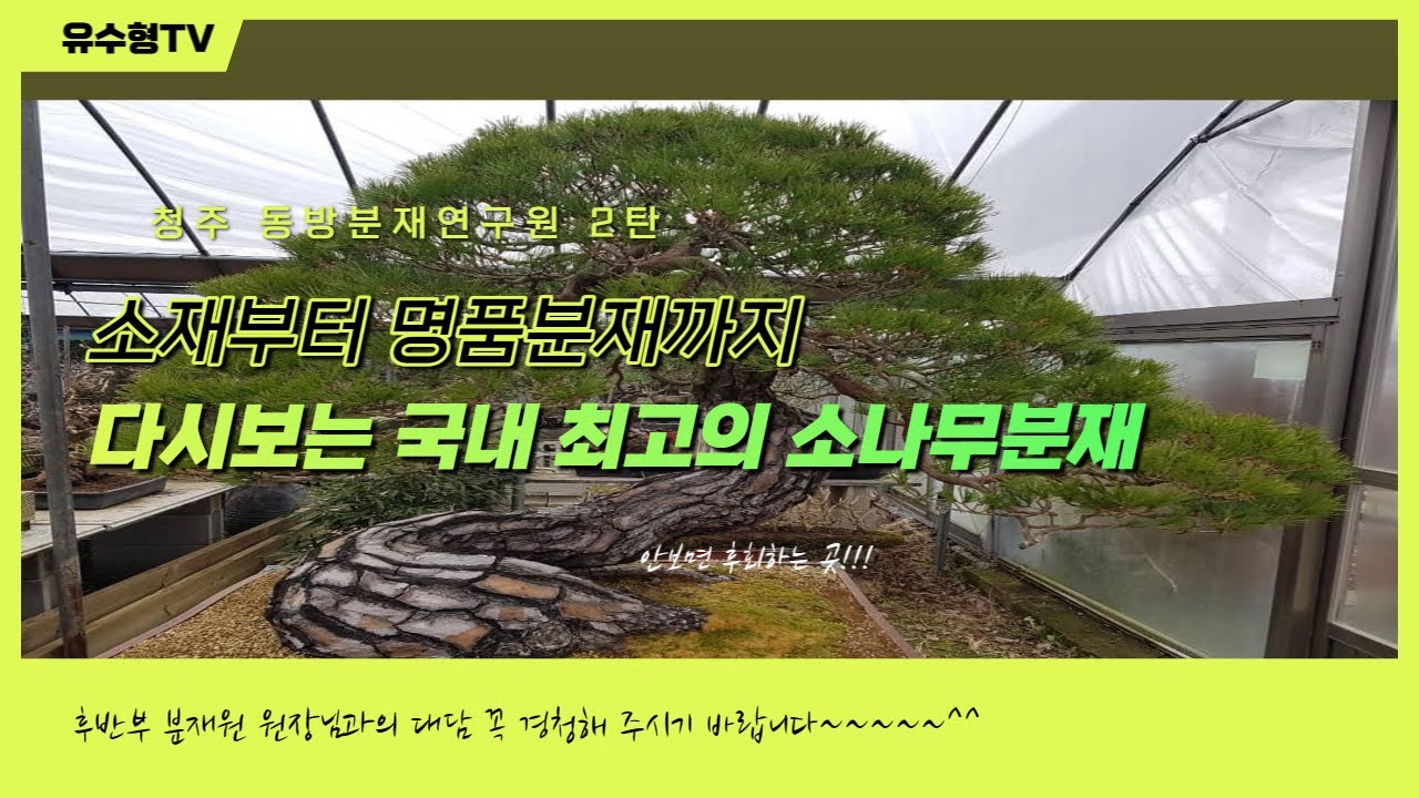 국내 최대의 소나무분재를 볼 수 있는 곳-청주 동방분재연구원2탄 #소나무분재 #분재 #명품분재 #분재맛집 #분재소재 #분재작품 #최고의 소나무분재