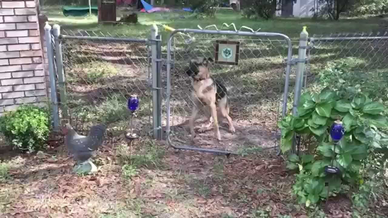 German shepherd puppy gets shocked by electric fence