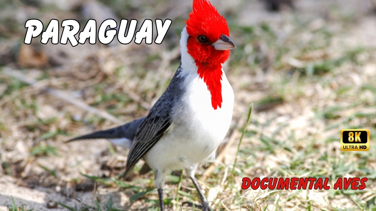 PARAGUAY: Las AVES Mas Espectaculares del MUNDO | Documental Episodio 1
