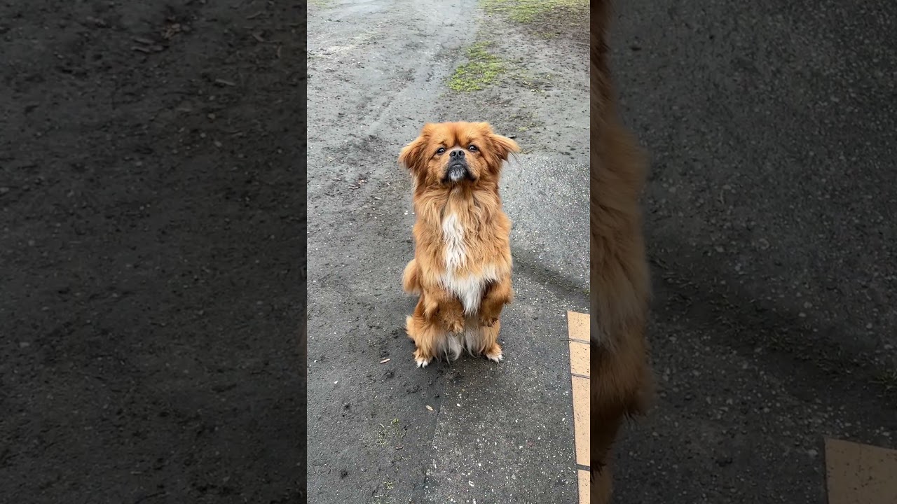 Tak pięknie Trufek prosi❤️#dog #shortvideo #shorts #short #dogshorts #foryou #love #subscribe #video