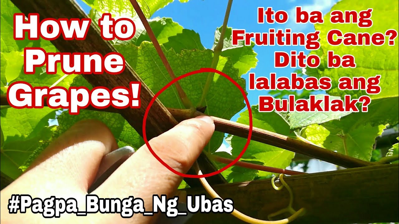 PAANO PABUNGAHIN ANG TANIM NA GRAPES