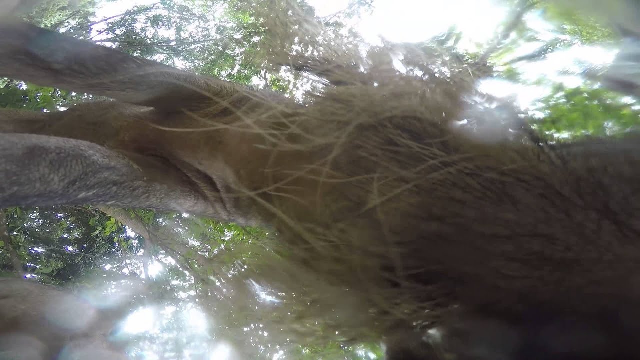 Borneo's wild pig eating GoPro 4 camera