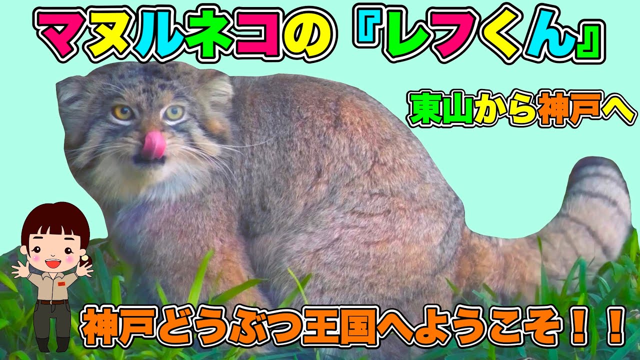 マヌルネコのレフくん【神戸どうぶつ王国】ようこそ神戸へ(Pallas's cat in Kobe animal kingdom)