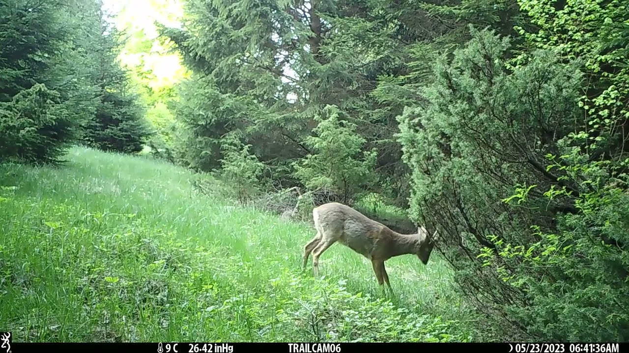 Vigorous scent marking by roe deer buck (Capreolus capreolus)