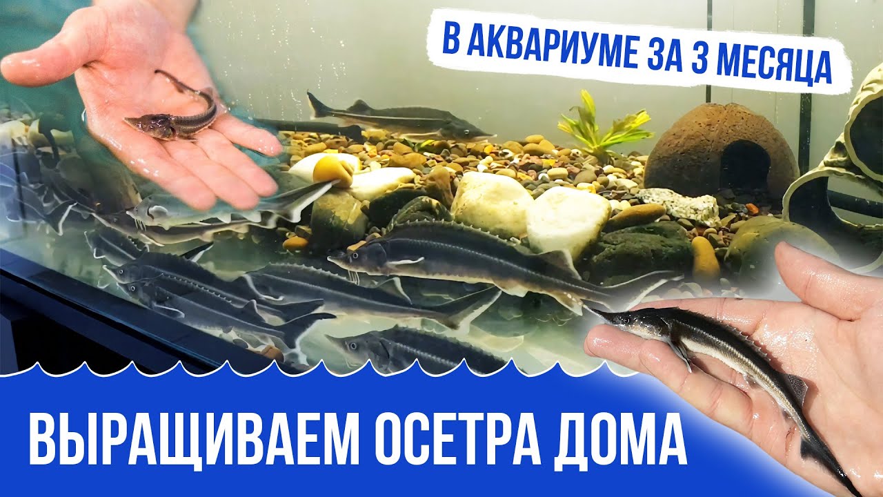 Выращиваем Осетра дома! 3 месяца