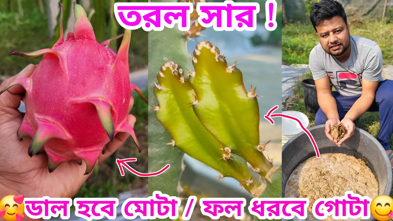 🔥🌵ড্রাগন গাছের জন্য তরল সার তৈর । #dragon #fertilizer @pabitramaity9705 @RajbanshiVines