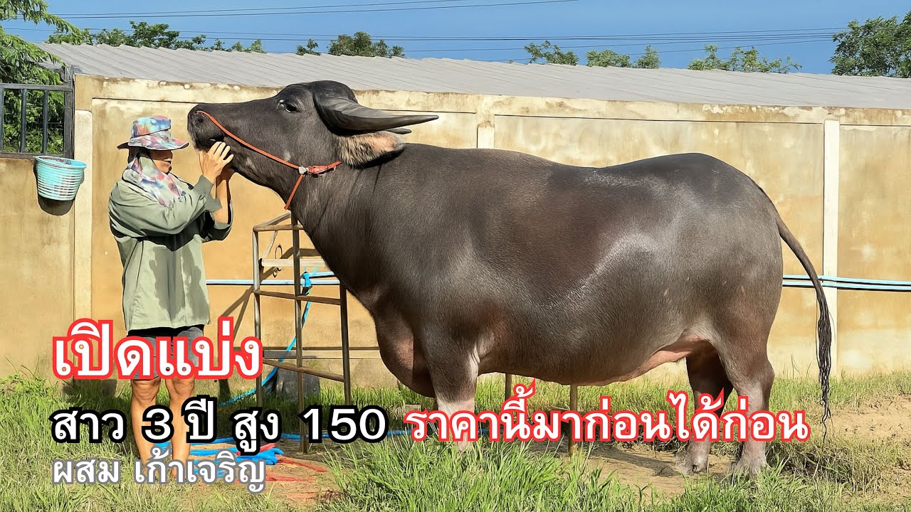 สาว 3 ปีกว่า สูง 150 ผสมเก้าเจริญ  พร้อมแบ่ง 093-531-1422  อุดรธานี #ควายงาม #ควาย #ควายไทยสายพัฒนา