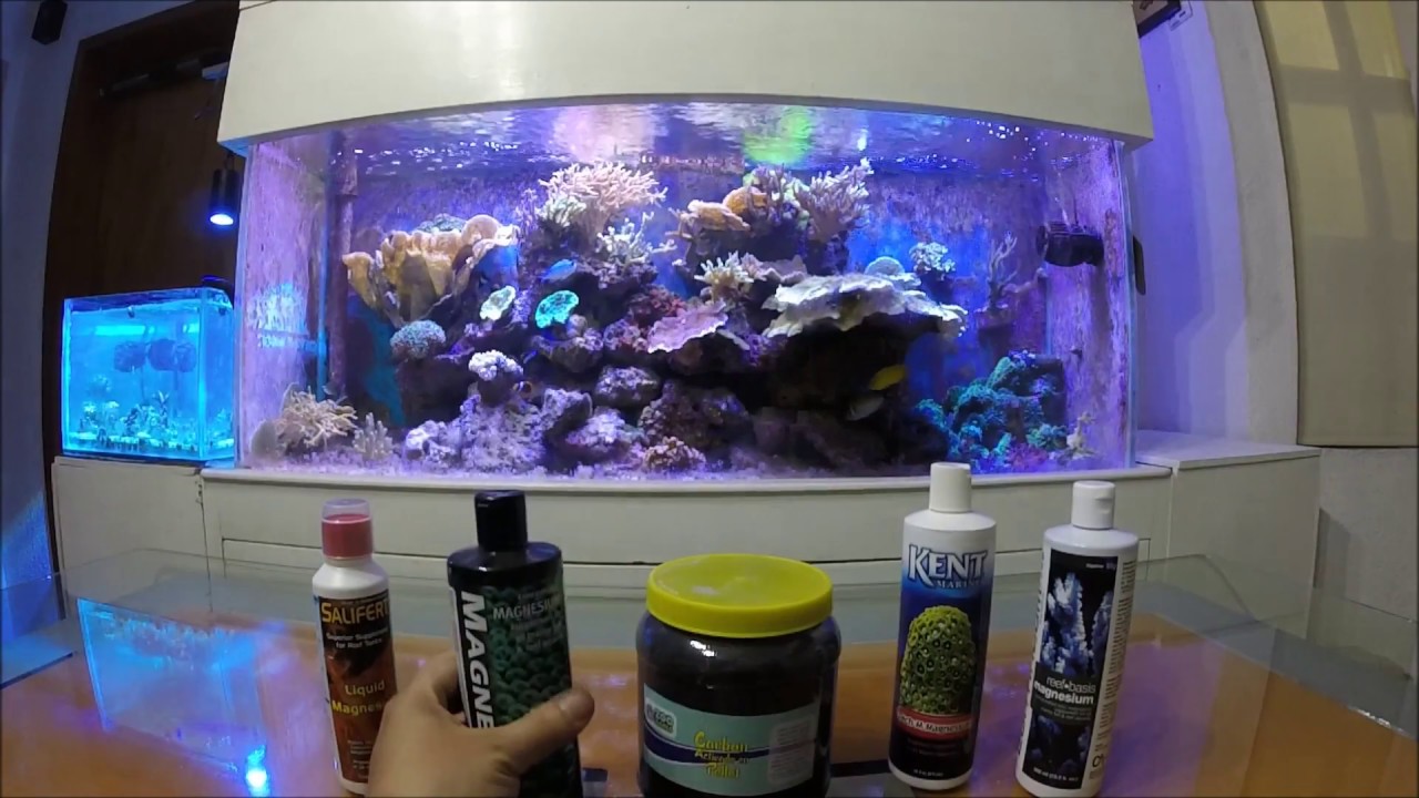 Otra alternativa para eliminar algas en el acuario marino||||||👍