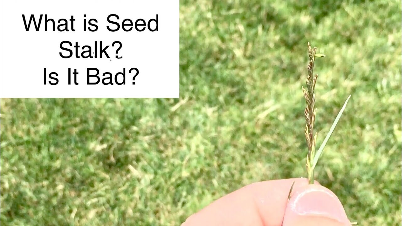Seed Stalk Issues - Is it Bad? Humic 12 Stain Clean Up