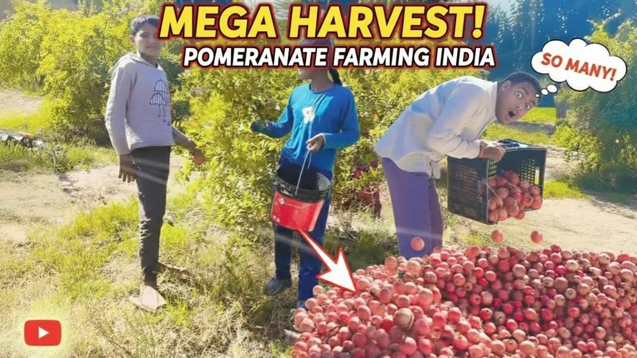 आज हुई हमारे बगीचे में अनार की तुड़ाई 🚜 | Pomegranate Grading and Packing Process