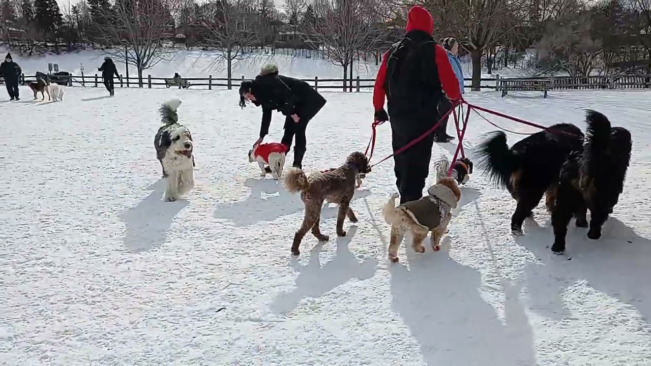 Puppy dog park Toronto Canada Feb 12 featuring Zsa Zsa Gabor 