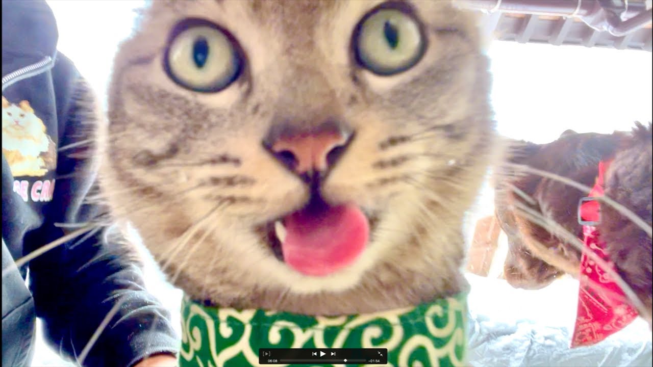 朝9時｜99%眠くなる😴 Cat ASMR Wood Balls 🐱 Live from Japan