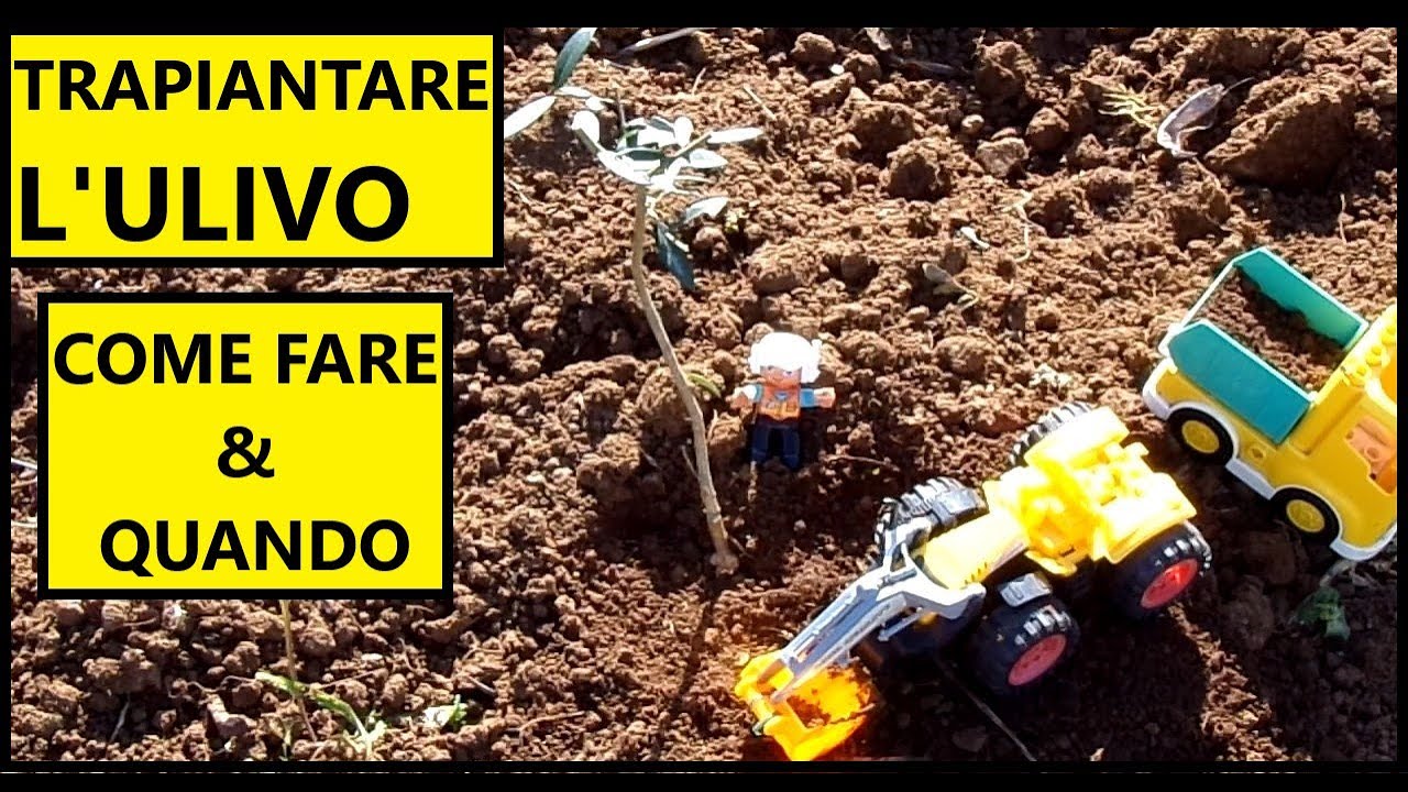 🌱 Come trapiantare un ULIVO? 🌱 |  Tutorial Giardinaggio