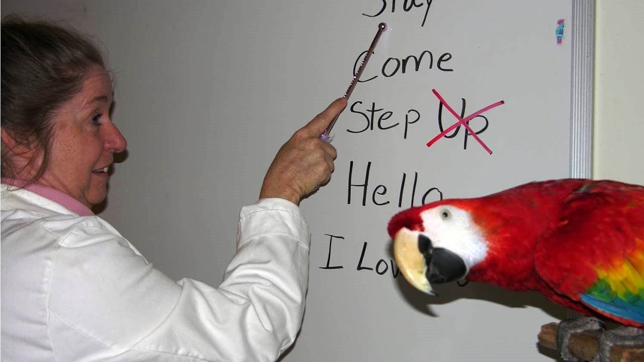 Como adestrar sua arara?! Método Clicker [1°aula]🐦🦜