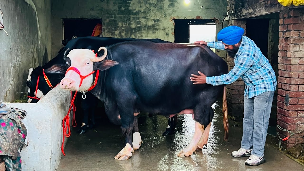 ਆ ਗਿਆ ਜੱਸ ਤੇ ਪ੍ਰਤਾਪ ਕੈਰੋਂ 5 ਪਸ਼ੂ ਵਿਕਾਊ ਨੀਲੀ ਰਾਵੀ ਦੇ ਪਸ਼ੂ ਵੇਖੋ ਫੁੱਲ ਵਜ਼ਨਦਾਰ ਝੋਟੀ। ਪਿੰਡ ਚੰਬਲ। ਤਰਨਤਾਰਨ
