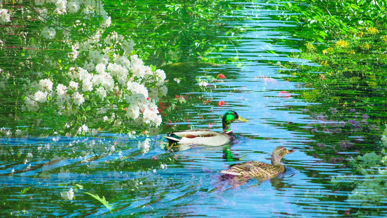 Birds & Blooms 2019