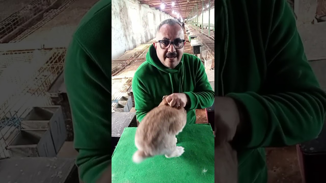طريقه الجس ومعرفه العشر في الارانب